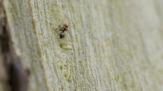 close-up shot of a red-headed ant walking on the bark of a tree in slow motion