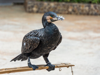 black cormorant