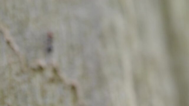 close-up shot of a red-headed ant walking on the bark of a tree in slow motion