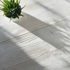 陽の光が差し込むナチュラルな白い床と観葉植物