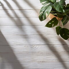 陽の光が差し込むナチュラルな白い床と観葉植物