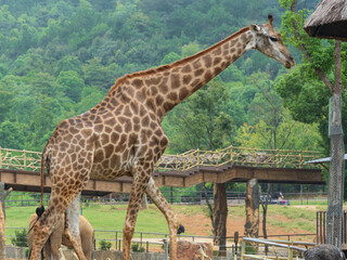 giraffe in the zoo © 佳灵 徐