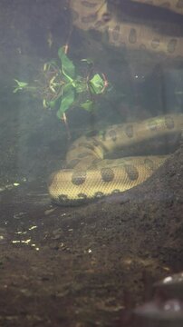 green anaconda underwater vertical videos