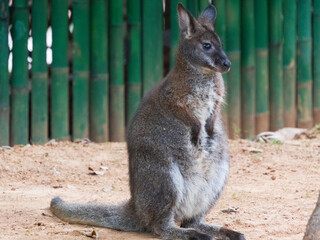 kangaroo in the zoo