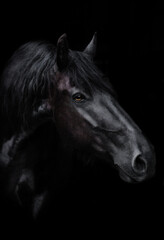 The Frisian horse, black horse portrait