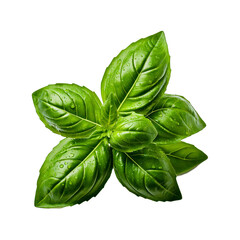 Fototapeta premium Fresh basil leaves isolated on transparent background