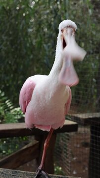 platalea ajaja in the zoo vertical video