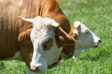Kühe auf der Sommer-Weide 
Cows on summer pasture