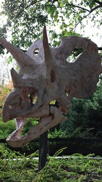 dinosaur bones head vertical video