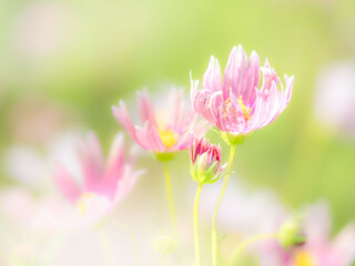 Fototapeta premium 秋の公園や花壇を彩るコスモスのある風景。背景。自然風景素材。