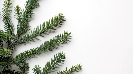 christmas background with christmas branches and decorations
