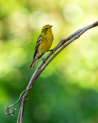 Pine warbler perched on a tree branch