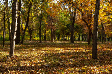 Fototapeta premium The colors of autumn leaves in a public park in October at sunset. Long shadows from the setting sun.