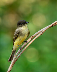 Eastern Phoebe Perched on a tree branch