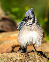 Blue jay perched on a rock
