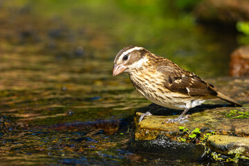 Female Rose-breasted grosbeak perched on a rock