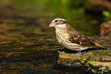 Female Rose-breasted grosbeak perched on a rock