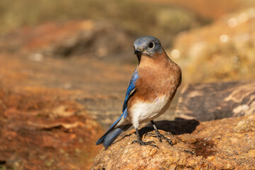 Bluebird perched on a rock