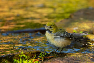 Bay-breasted warbler perched on a rock