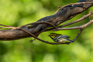 Black-throated green warbler perched on a branch