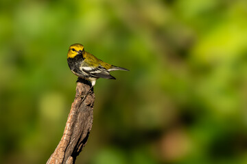 Black-throated green warbler perched on a branch