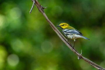 Black-throated green warbler perched on a branch