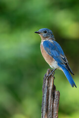 Bluebird perched on a tree branch