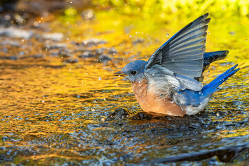 Eastern bluebird bathing in a stream during the golden hour