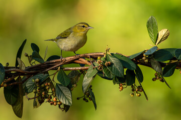 Tennessee warbler perched on a branch