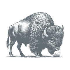 bison vector illustration © CROP MEDIA