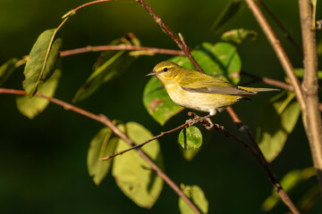 Tennessee warbler perched on a branch