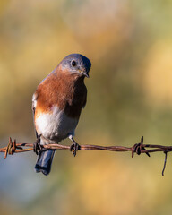 Bluebird perched on a barbed wire