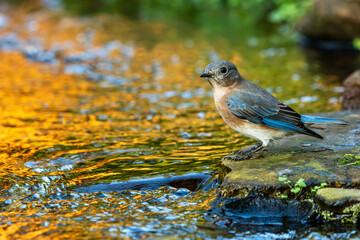 Eastern bluebird bathing in a stream during the golden hour