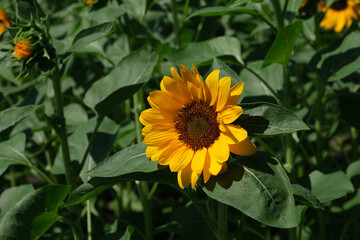 Sunflowers blooming in the park