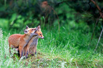 red fox in the forest