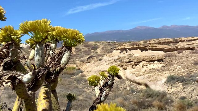 Kleinia neriifolia or Verode plant  native endemic to the Canary Islands growing wild in Tenerife.