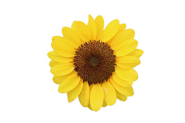 sunflower isolated on white