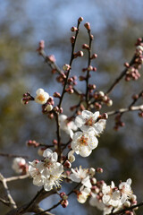 Close-up of white plum blossoms blooming in spring, photographed in Qingdao, Shandong, China