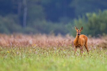 Roe-deer in the meadow