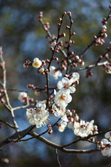 Close-up of white plum blossoms blooming in spring, photographed in Qingdao, Shandong, China