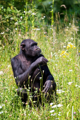 Naklejka premium Chimpanzee in a clearing