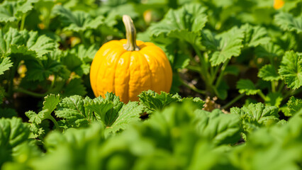 yellow squash nestled green foliage