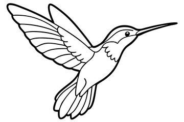 hummingbird in flight