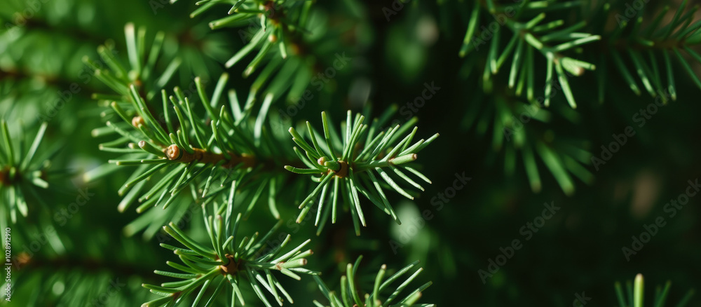 Canvas Prints close- a coniferous tree branch with vibrant green needles