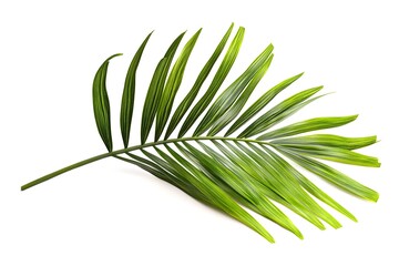 Fototapeta premium Green Palm Leaf Isolated On White Background