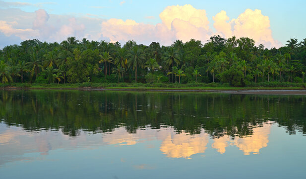Lush green grass and tall coconut trees seen in the middle of the frame