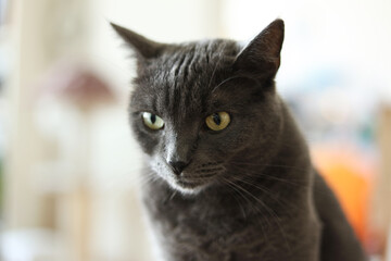 Fototapeta premium Portrait of a gray cat with yellow eyes on a blurred background