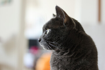 Portrait of a gray cat with yellow eyes on a blurred background