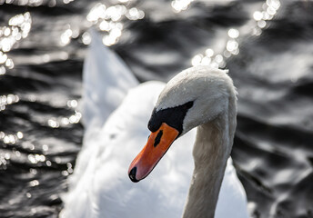 Swan