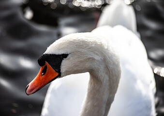 Swan